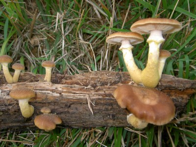  Image name: armillaria_mellea10.jpg 
 width: 400 pixel 
 height: 300 pixel 
 Size: 49445 bytes 
 Click to enlarge 